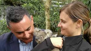 Sick koalas get $370,000 boost