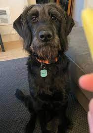 Straight Hair Labradoodle Labradoodle Doodle Dog Dog Face Find the perfect black labradoodle stock photos and editorial news pictures from getty images.