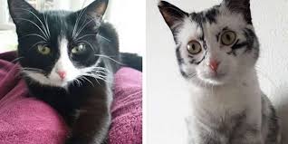 Karena kucing savannah memiliki bulu yang membentuk motif seperti leopard. Bagaikan Magis Bulu Kucing Ini Bertukar Daripada Hitam Kepada Putih