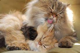 National Cat Day What My Cats Taught Me About Veganism And Clean Eating Cats National Cat Day Healthy Cat Food