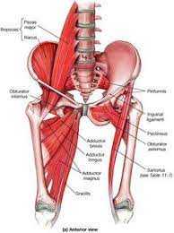 Depending on the reasons for having a sore inner thigh, the pain may be sharp and stabbing or it could be a constant dull ache. 21 Thigh Muscle Ideas Muscle Muscle Anatomy Massage Therapy