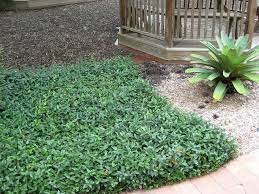 Asiatic Jasmine Ground Cover Plants Ground Cover Florida Plants