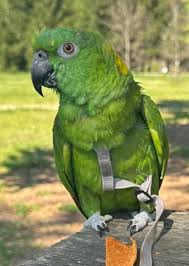 LOST AMAZON NAME: LUNA MAY 29TH 2024 (STILL MISSING JUNE 2ND 2024) WESTWOOD  DRIVE NOVATO, Marin County, CA 94945 Lost my parrot 5/29/24 around Westwood  drive novato ca. if you see her