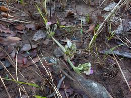 Image result for Dolichos lualabensis