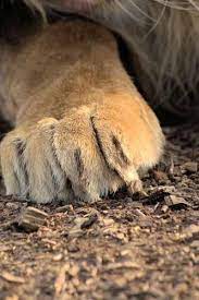 Male Lion Paw Cat Paw Anatomy Male Lion Lion Paw
