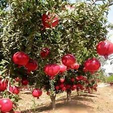 Pomegranates Growing In Greece Pomegranate Farming Fruit Plants Pomegranate Fruit