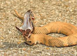 Of tennessee's 32 snakes, only four are venomous, according to. Know The 4 Venomous Snakes Of Tennessee Williamson Source