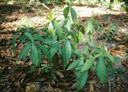 Image result for Psychotria vogeliana