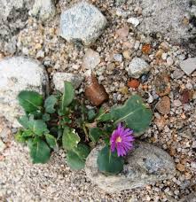 Image result for Lophiocarpaceae