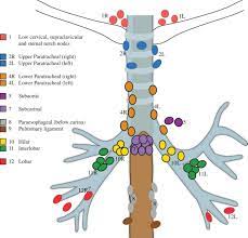 Tbna is listed in the world's largest and most authoritative dictionary database of abbreviations and acronyms. Lymph Nodes Potentially Amenable To Sampling By Ebus Tbna Or Ebustbna Download Scientific Diagram