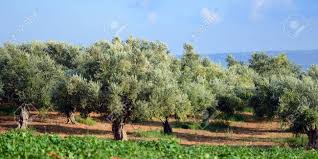 Olive Trees Under Bright Sunlight Kalamata Messinia Greece Stock Photo Picture And Royalty Free Image Image 24195871