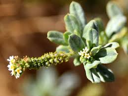 Image result for Euploca ovalifolia