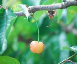 Our cherry trees for sale include sweet and tart varieties. Whiteheart Cherry Fruit Trees For Sale Order Online