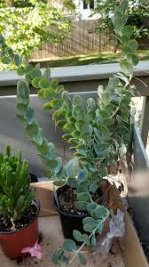 It grows up to 18 inches (45 cm. Id On This Interesting Specimen Succulents