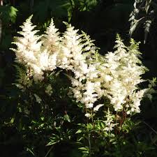 • cornerstone astilbe collection from white flower farm. Astary White Astilbe Plants For Sale False Spirea Free Shipping