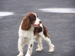 Fotograf Hayvan Evcil Hayvan Memeli Ispanyol Omurgali Ingilizce Kopek Turu Britanya Suvari Kral Charles Spaniel Kundakci Kral Charles Spaniel Ayarlayici Memeli Gibi Kopek Etobur Ingiliz Cocker Spaniel Kooikerhondje Ingiliz Springer