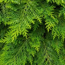 Image result for Calvoa orientalis