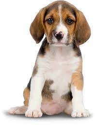 Kopeklerde Genclik Hastaligi Beagle Kopek Kopek Egitimi Hayvan Resimleri