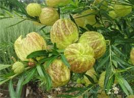 Image result for Gomphocarpus physocarpus