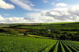 Pale pink and brimming with strawberries & rose blossom. Welcome Camel Valley