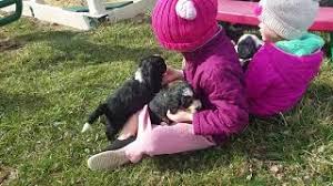 Bernedoodle puppies for sale your search returned the following puppies for sale. Mini Bernedoodle Puppies For Sale In Illinois Central Illinois Doodles Youtube