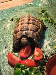 For instance, the ribs and flutes on a species, like the rounded ball cactus stem, enable it to easily shrink during the prolonged desert droughts and expand when it rains. Can A Tortoise Eat Bananas Quora