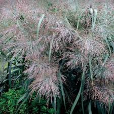 Image result for Panicum gilvum