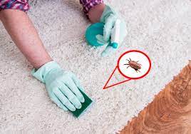 Comment se débarrasser des puces avec du vinaigre ? Comment Se Debarrasser Definitivement Des Puces De Parquet