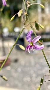 Image result for Eriosema × prunelloides