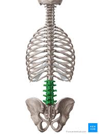 Lendenwirbelsaule Lws Anatomie Aufbau Und Gelenke Kenhub