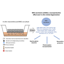 1:20pm www.goldengatefields.com sunday, june 6, 2021 Human Mesenchymal Stem Cell Secretome Exhibits A Neuroprotective Effect Over In Vitro Retinal Photoreceptor Degeneration Molecular Therapy Methods Clinical Development