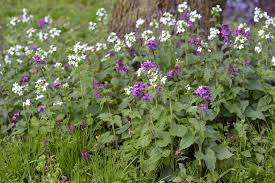 Somewhat spiny, small, black, shiny seeds:. Photos Of Beautiful But Invasive Plants