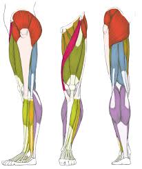 Maybe you would like to learn more about one of these? Muscles Of The Leg And Foot Classic Human Anatomy In Motion The Artist S Guide To The Dynamics Of Figure Drawing 2015