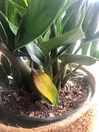 However, yellowing foliage may also occur due to a plant's natural seasonal changes. Zz Plant Has New Leaf That Is Yellowing With A Brown Tip What Does This Mean Plantclinic