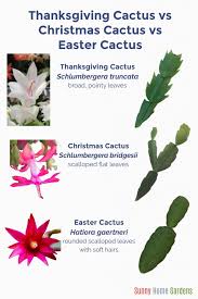 How to tell the difference. Christmas Cactus Vs Thanksgiving Cactus Vs Easter Cactus Sunny Home Gardens
