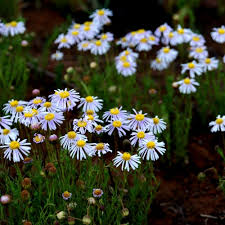 Image result for Osteospermum muricatum
