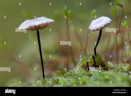 Image result for Marasmius rotula
