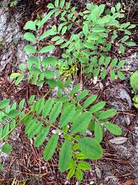 Image result for Indigofera ischnoclada