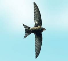 Результат пошуку зображень за запитом "стриж"