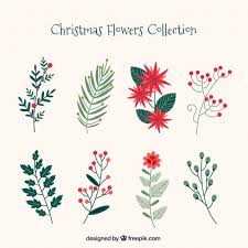 Download Collection Of Christmas Flowers For Free In 2020 Flower Drawing Christmas Flowers Christmas Vectors