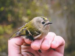 Romania este o tara plina de obiective turistice unice si fascinante care atrag anual milioane de vizitatori. RezervaÈ›ia De Dune Marine Din Agigea Din ConstanÈ›a Planiada
