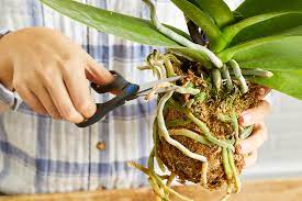 Check spelling or type a new query. How To Repot An Orchid Better Homes Gardens