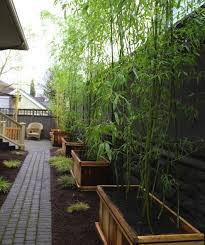 Bamboo screens on the other hand are best used as freestanding fence panels or partitions to create more privacy between two gardens. 26 Bamboo Gardens Ideas Bamboo Garden Garden Design Garden