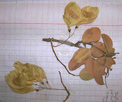 Image result for Pterocarpus lucens