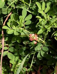 Image result for Indigofera spicata