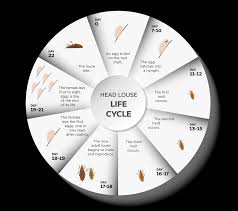 Image result for lice life cycle