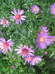Pin On Gardening