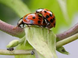 Which method is the best for prevention of pest infestations? Chapter 13 Integrated Pest Management Flashcards Quizlet