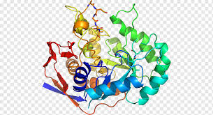 Protease & protease inhibitor systems. Flower Line Betasecretase 1 Amyloid Precursor Protein Secretase Protease Enzyme Aspartic Protease Cell Membrane Transmembrane Protein Betasecretase 1 Amyloid Precursor Protein Secretase Protease Png Pngwing