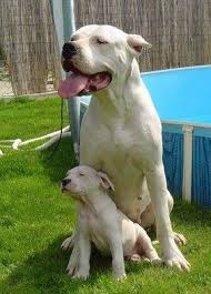 For Dog Lovers Ever Thought About Getting A Dogo Argentino Working Dogs Breeds Dog Lovers Dog Breeds
